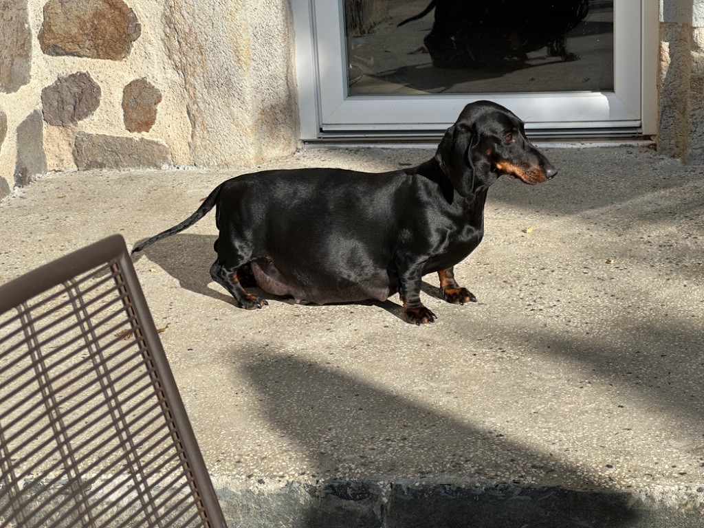 dernière ligne droite pour ma Zeffie