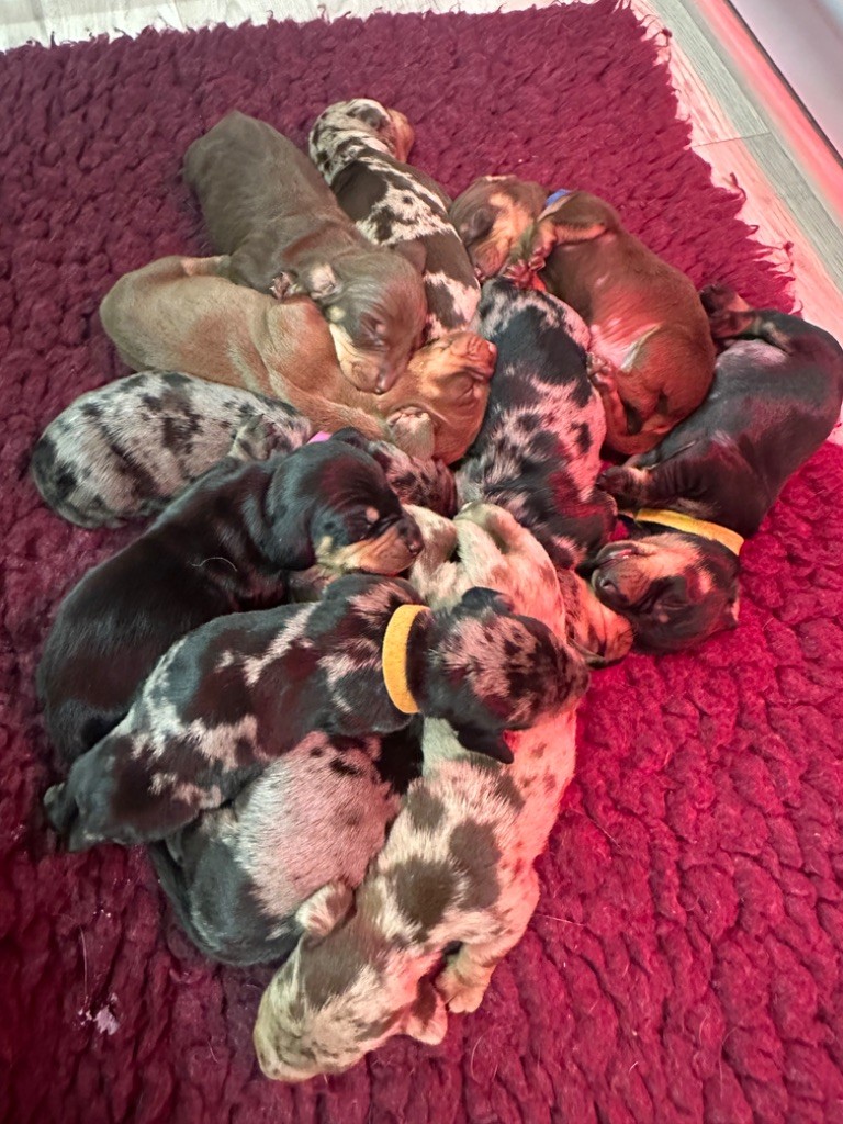 Les bébés tant attendus sont enfin la