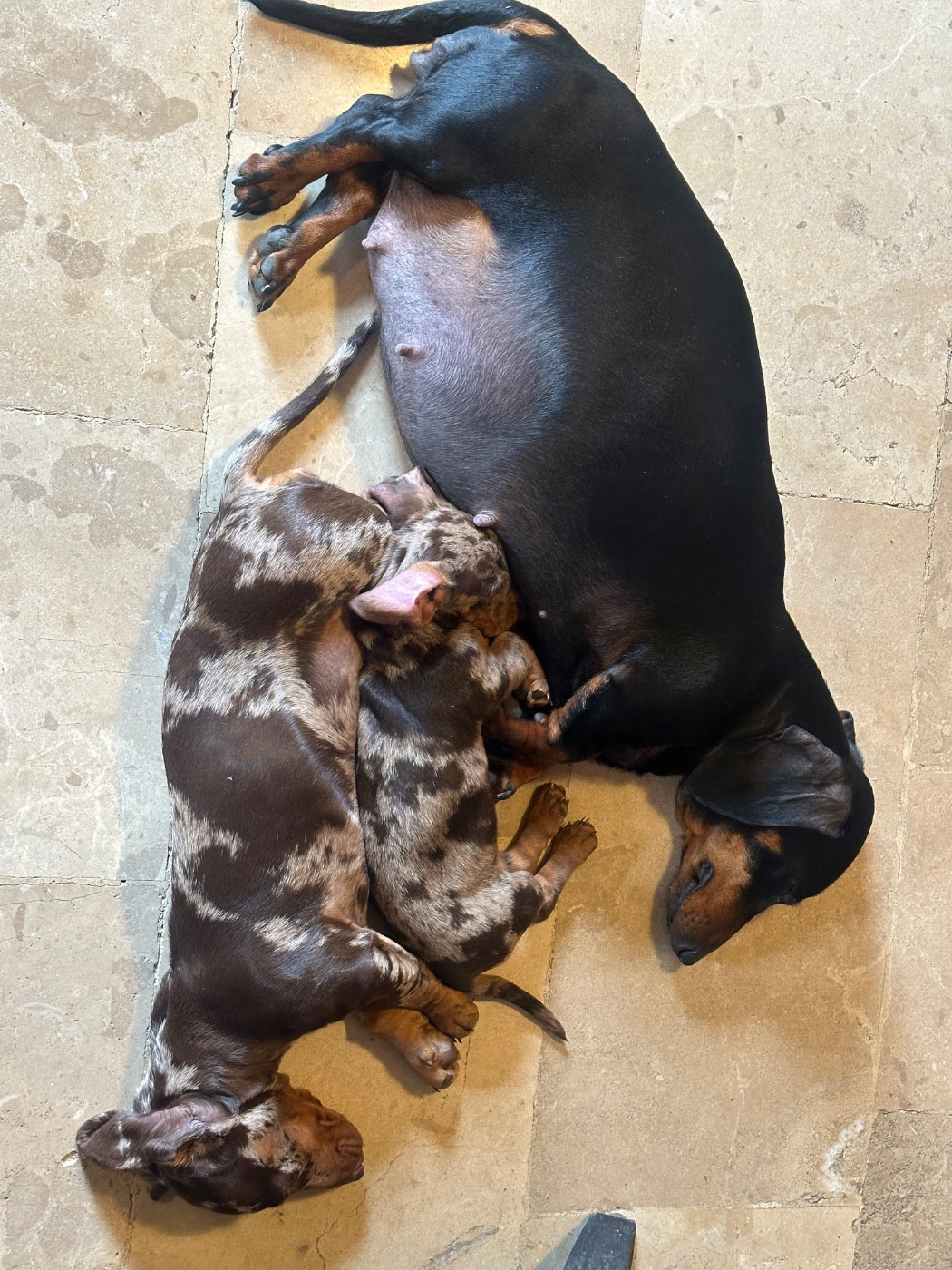 Cette semaine des bébés vont pointer le bout de leur nez !