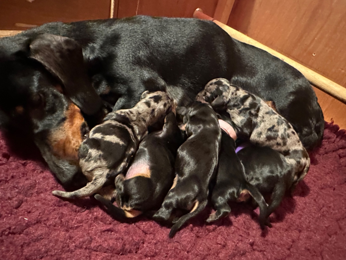 Ça y est il sont la !