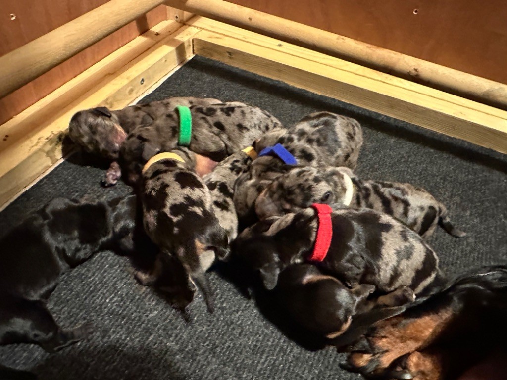 Du Suc D'Ayme - Les bébés ont enfin monté le bout de leur truffe