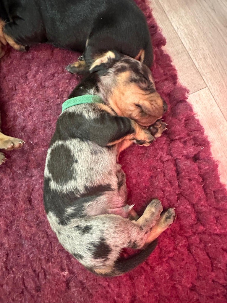 Des naissances en direct du Suc D'ayme