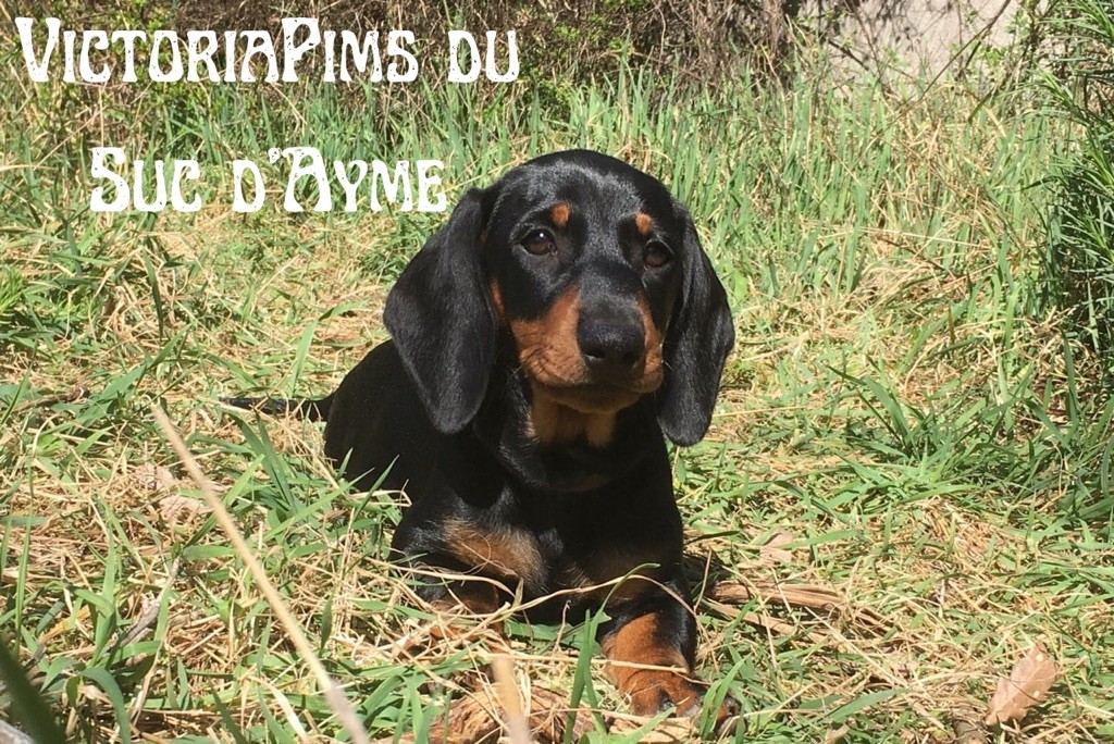 Les chiots dans leur famille