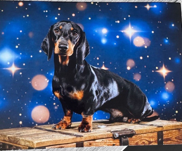 Les chiots ont désormais 1 an