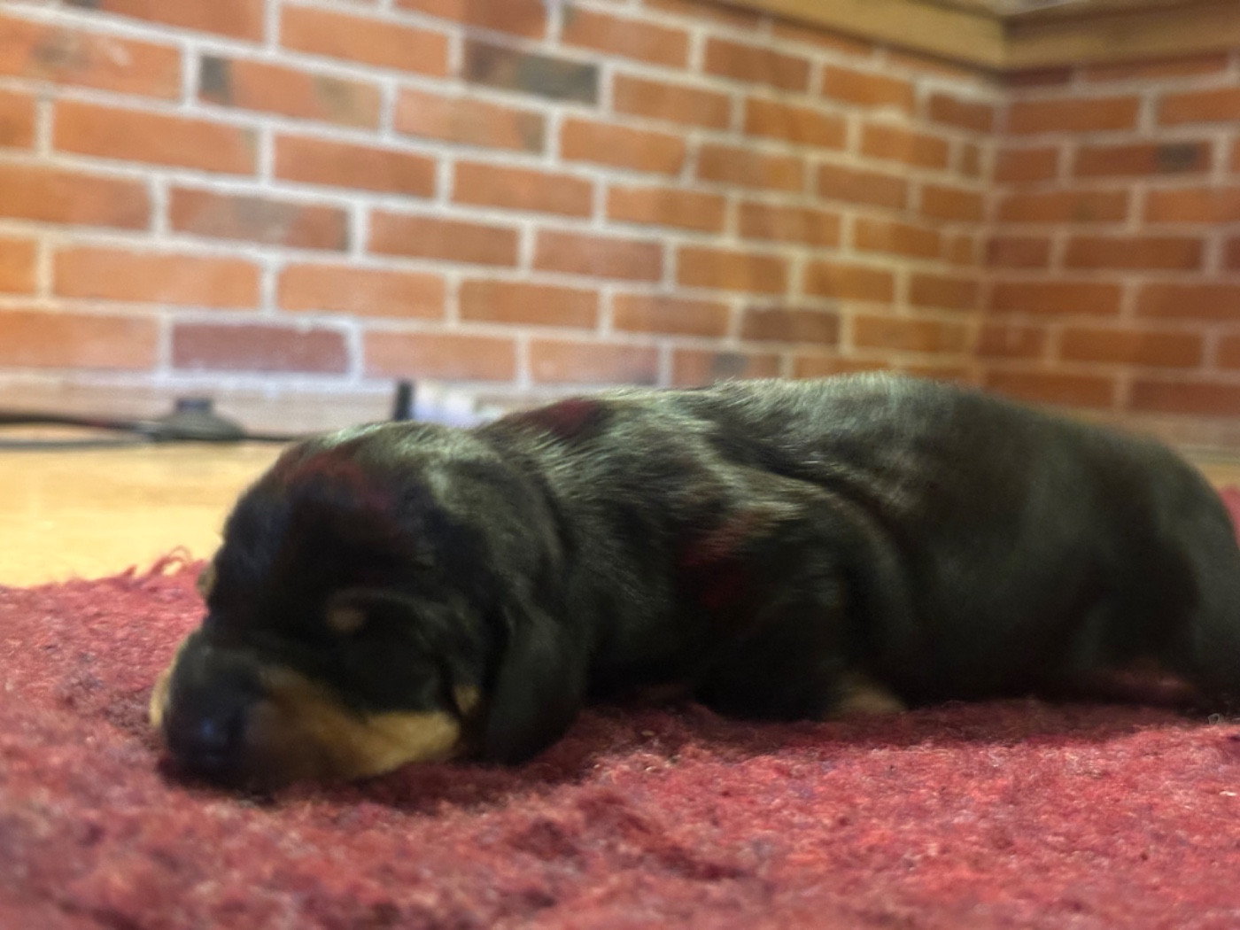 Du Suc D'Ayme - Chiots disponibles - Teckel poil ras