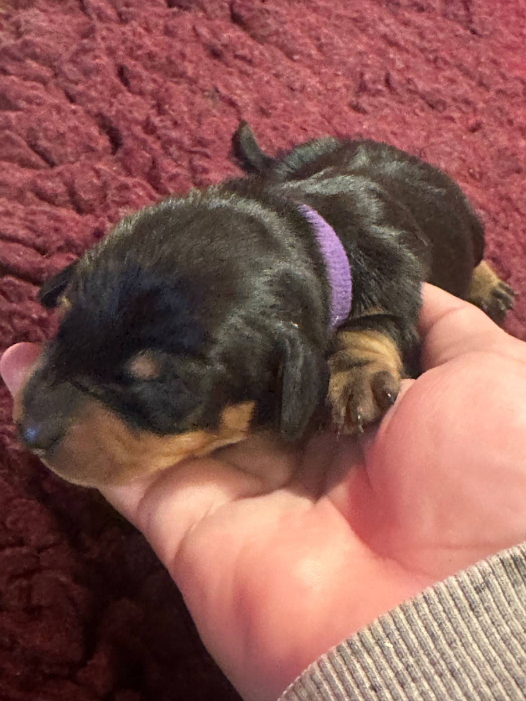 Du Suc D'Ayme - Chiots disponibles - Teckel poil ras