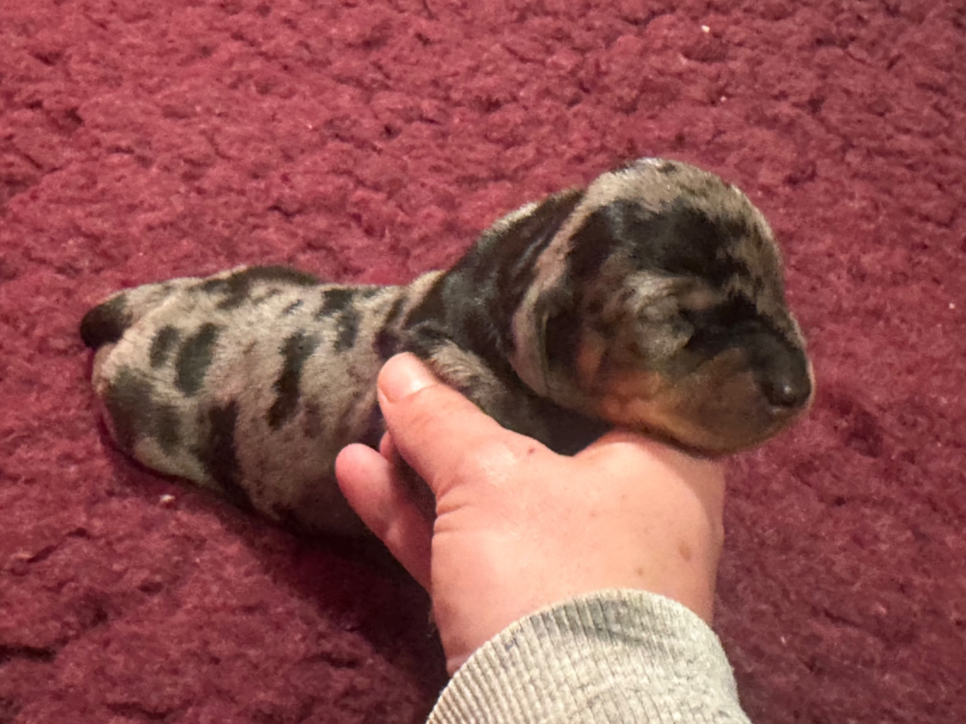 Du Suc D'Ayme - Chiots disponibles - Teckel poil ras