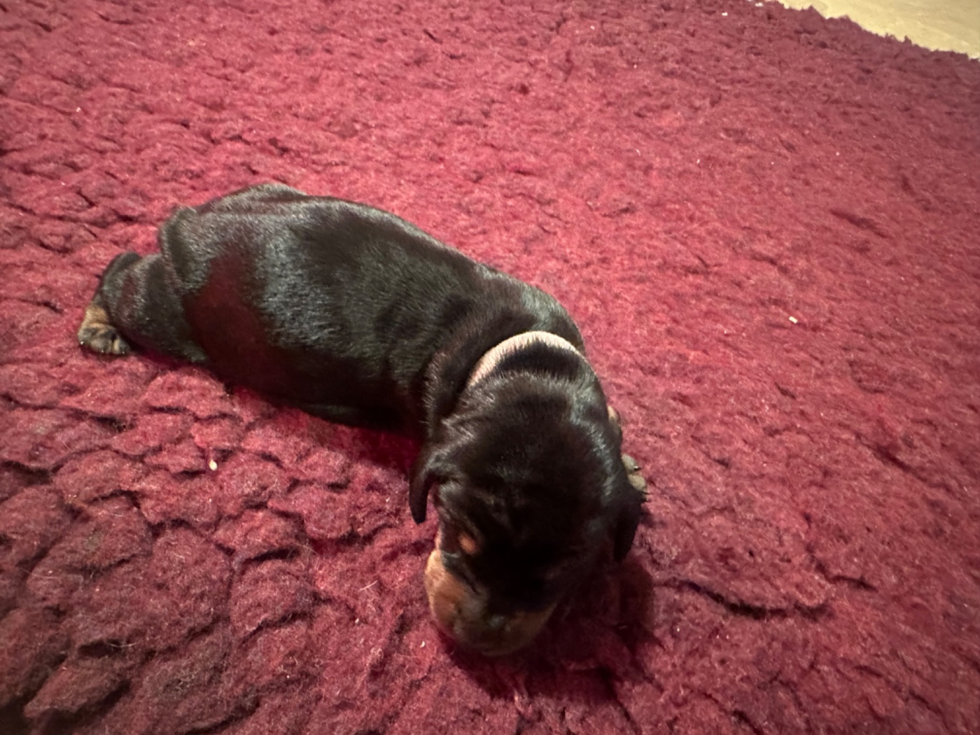 Du Suc D'Ayme - Chiots disponibles - Teckel poil ras