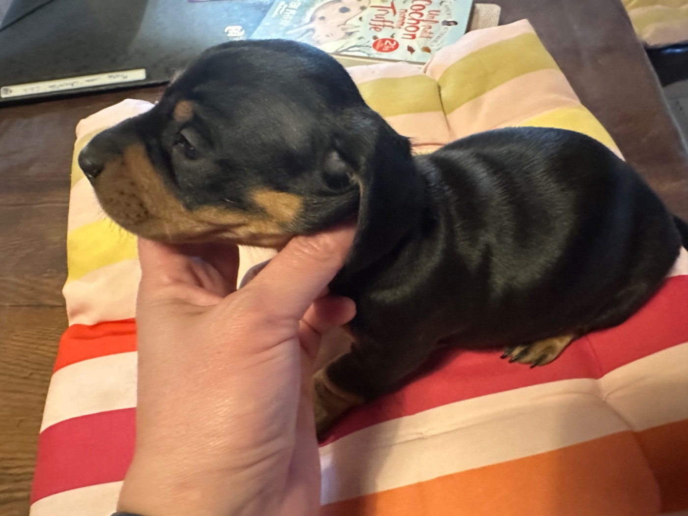 Du Suc D'Ayme - Chiots disponibles - Teckel poil ras