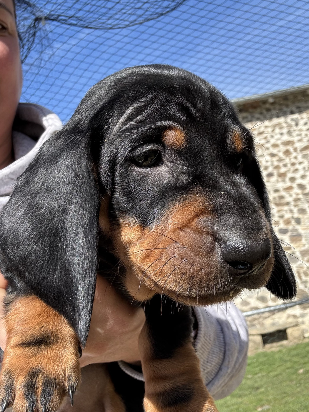 Du Suc D'Ayme - Teckel poil ras - Portée née le 19/01/2026