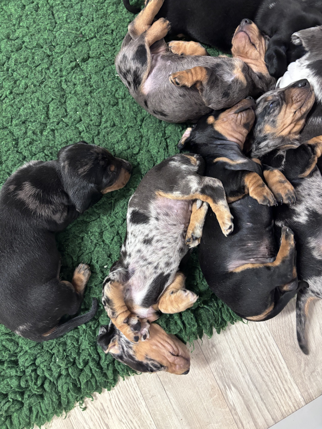 Chiot Teckel poil ras Du Suc D'Ayme