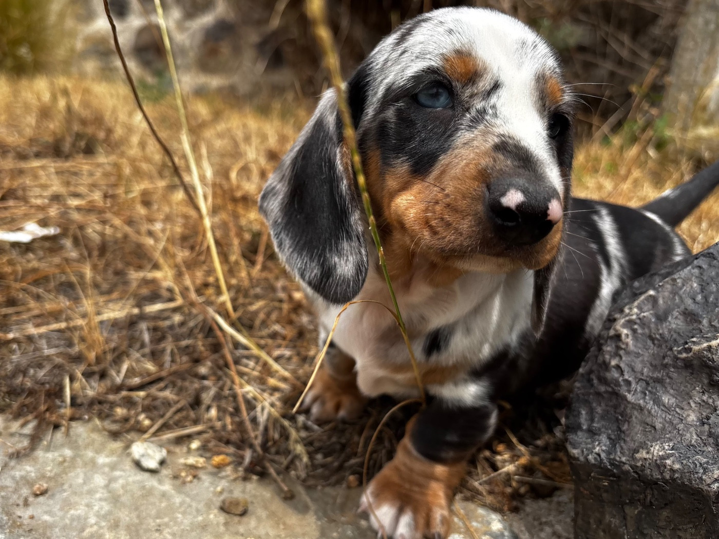 Du Suc D'Ayme - Chiots disponibles - Teckel poil ras