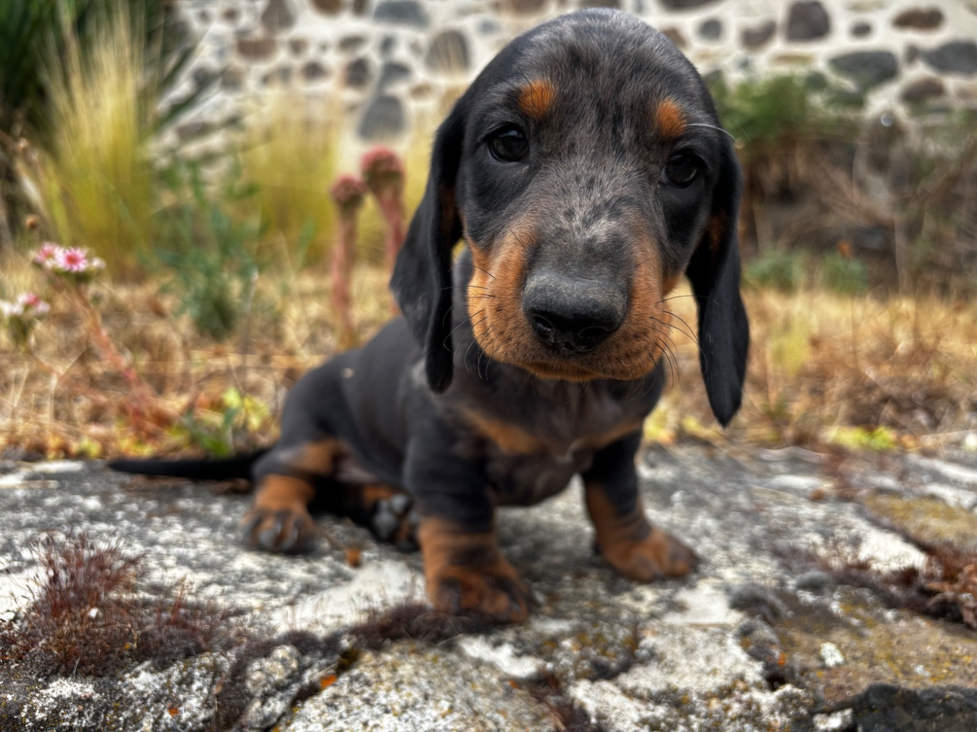 Du Suc D'Ayme - Chiots disponibles - Teckel poil ras