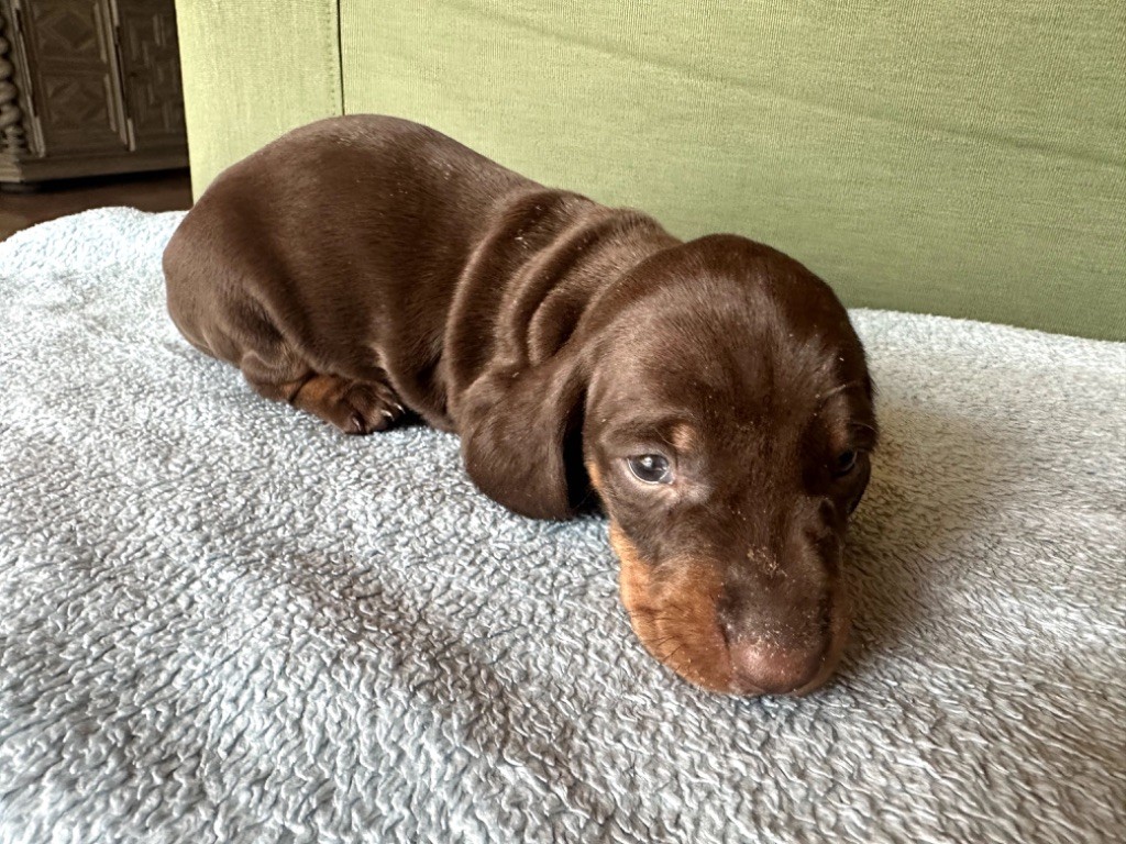 Du Suc D'Ayme - Chiots disponibles - Teckel poil ras