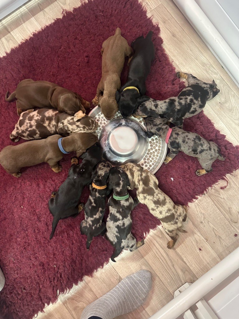 Chiot Teckel poil ras Du Suc D'Ayme