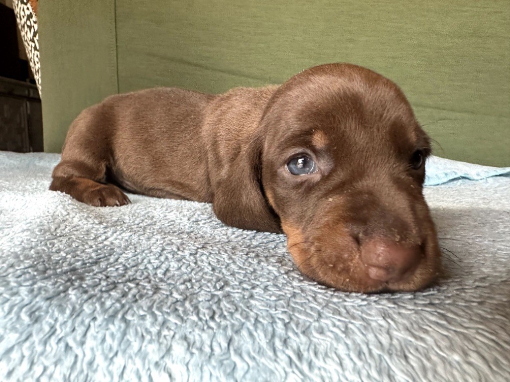 Du Suc D'Ayme - Chiots disponibles - Teckel poil ras