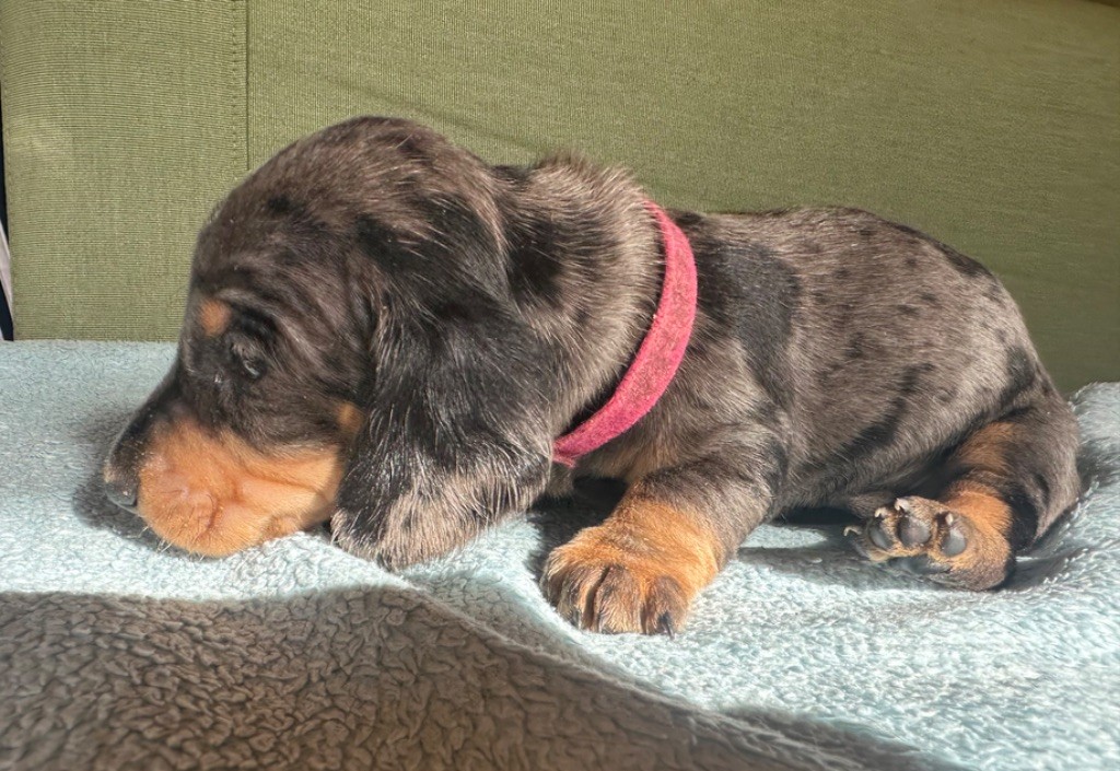 Du Suc D'Ayme - Chiots disponibles - Teckel poil ras