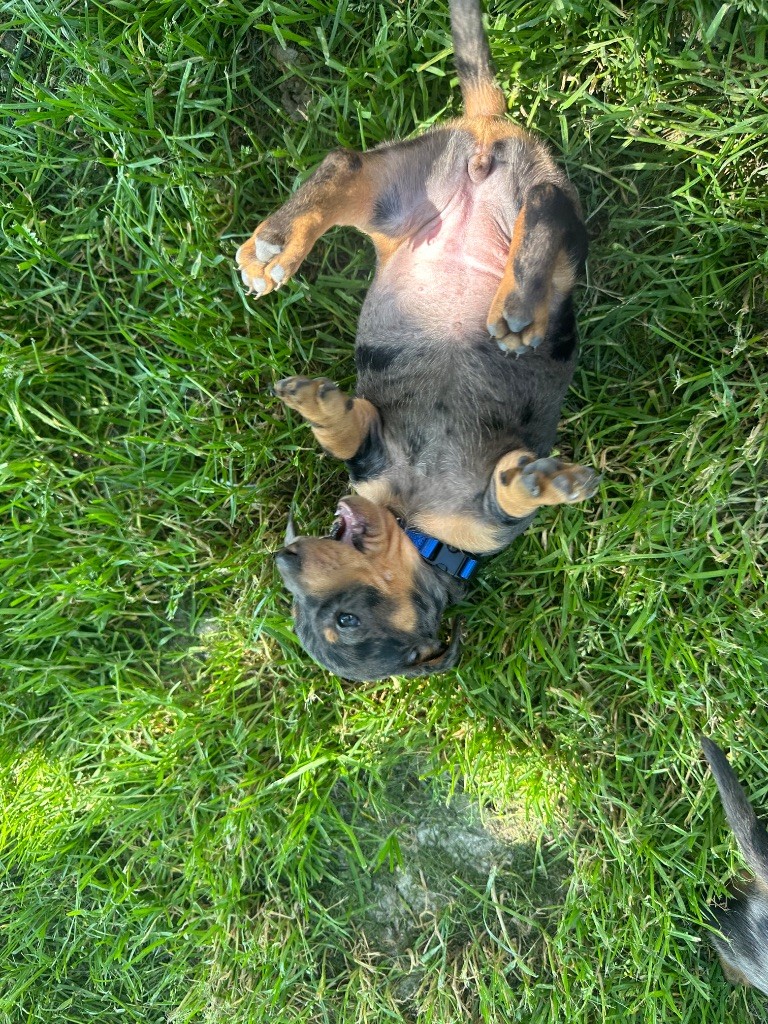 Du Suc D'Ayme - Chiots disponibles - Teckel poil ras