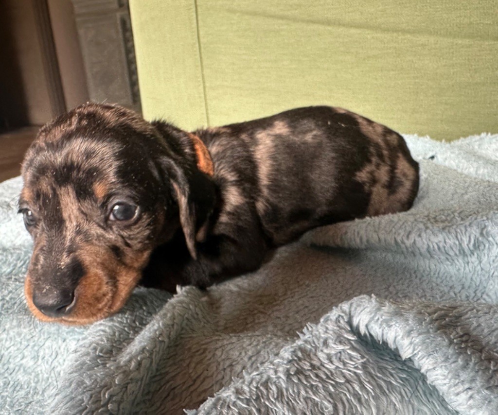 Du Suc D'Ayme - Chiots disponibles - Teckel poil ras