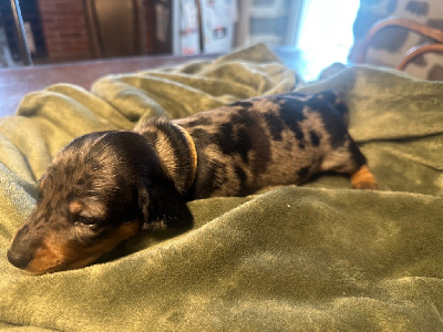 CHIOT 7