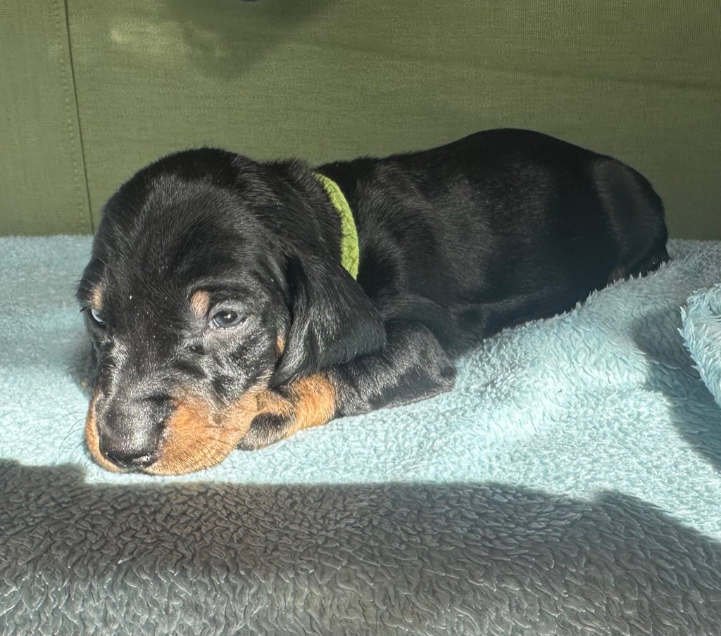 Du Suc D'Ayme - Chiots disponibles - Teckel poil ras