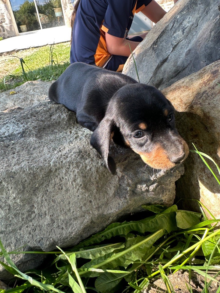 Du Suc D'Ayme - Chiots disponibles - Teckel poil ras